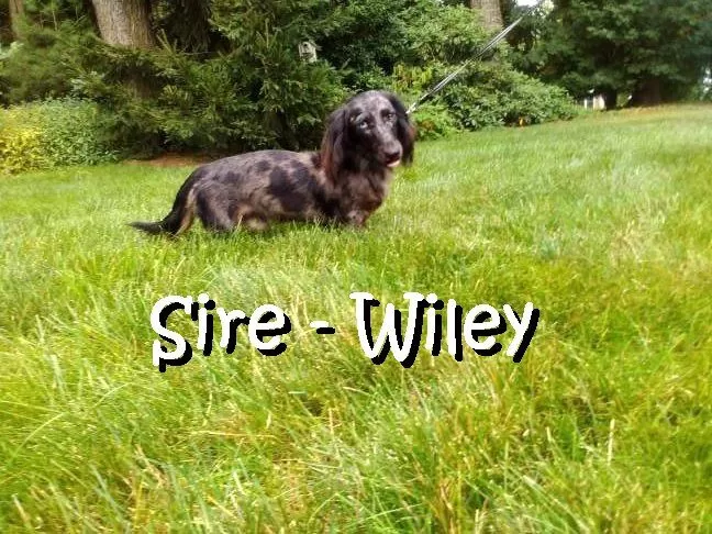 Wiley