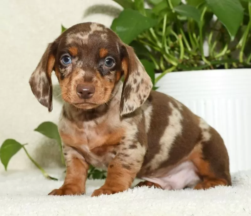 Puppy Name: Baxter