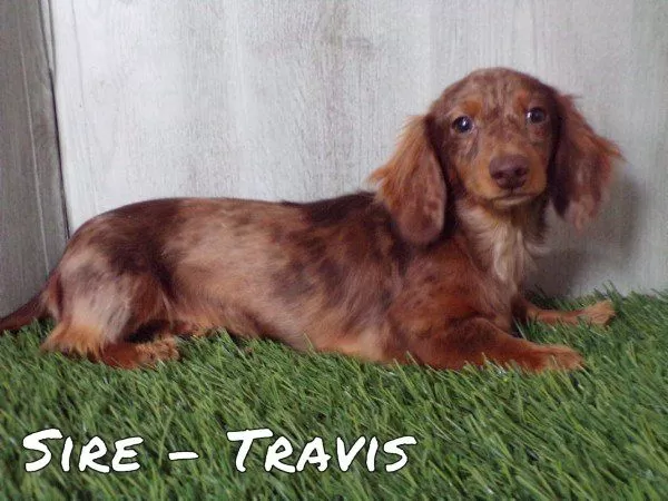 Puppy Name: Travis