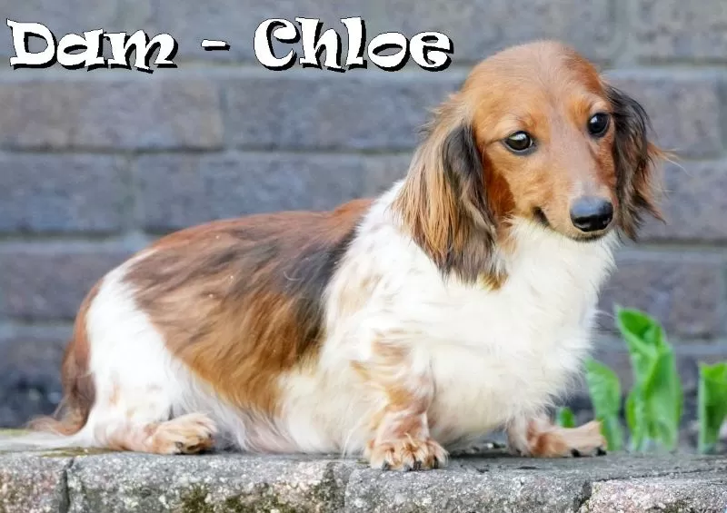Puppy Name: Chloe