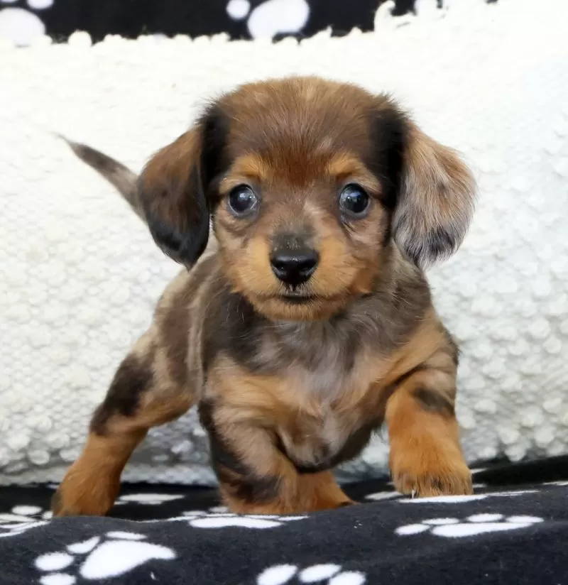 Puppy Name: Lukey