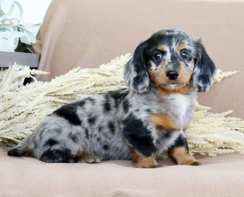 Puppy Name: Leo