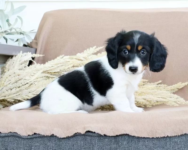 Puppy Name: Lightning
