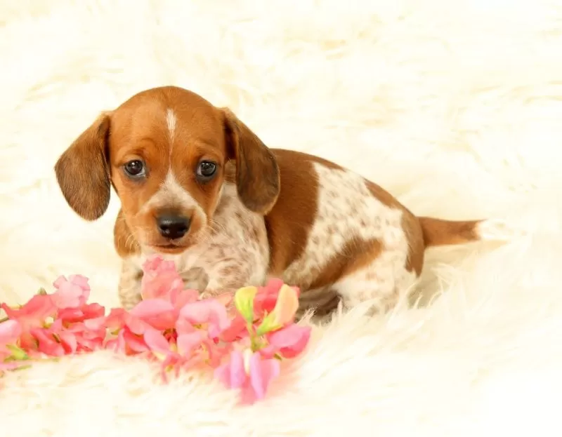 Puppy Name: Bella