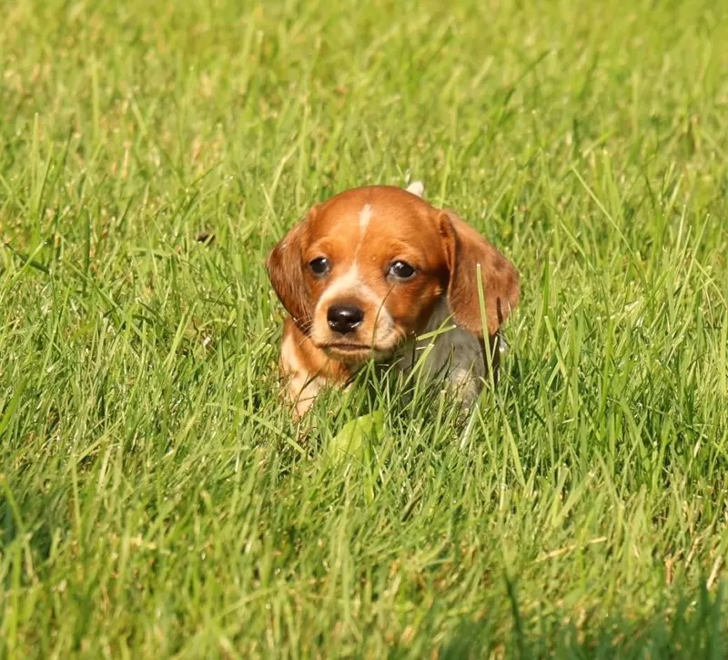 Bella