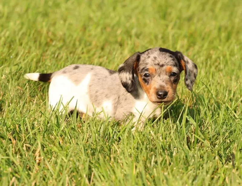 Puppy Name: Baxter