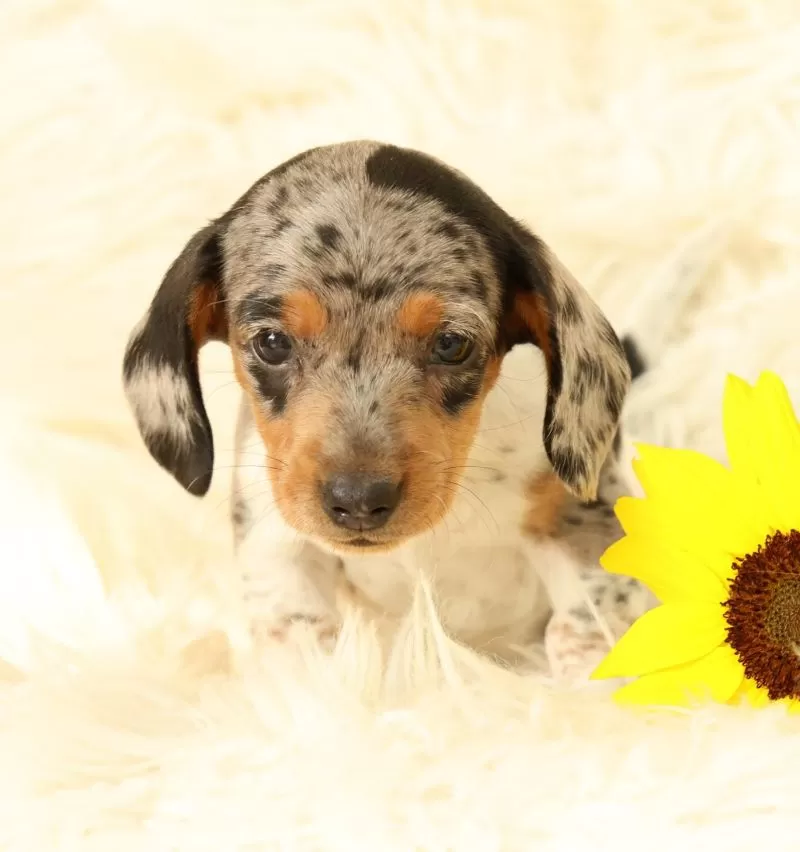 Puppy Name: Baxter