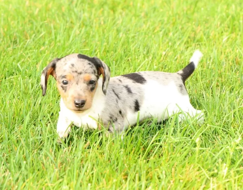 Baxter