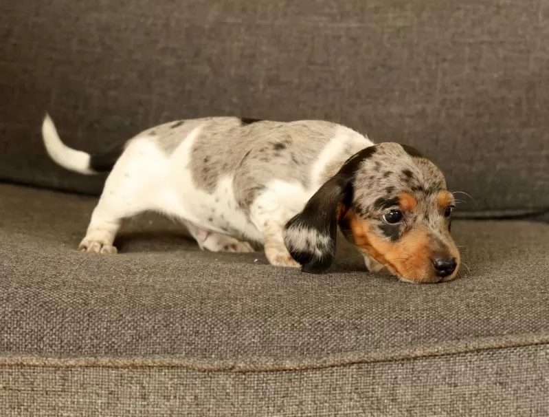 Baxter